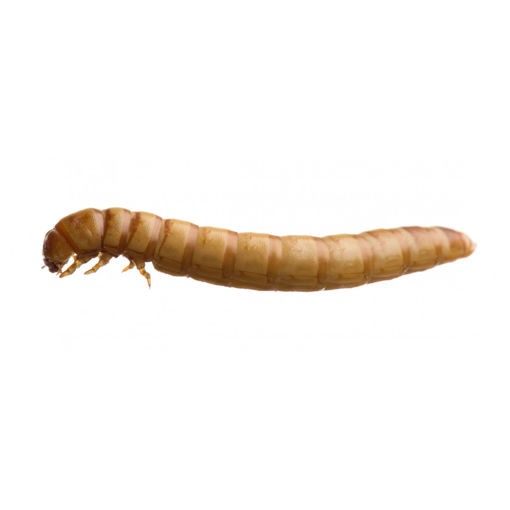 Picture of Live Mealworms