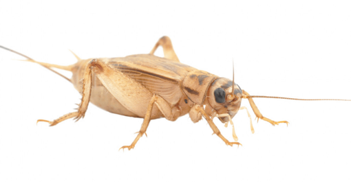 Picture of Brown Crickets