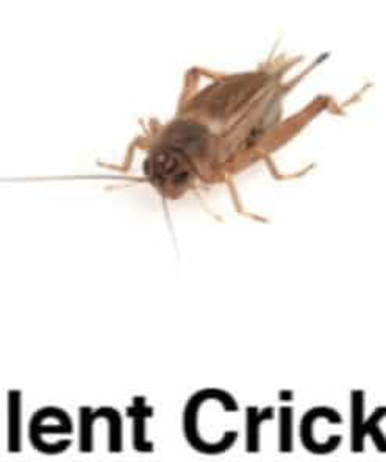 Picture of Silent Crickets