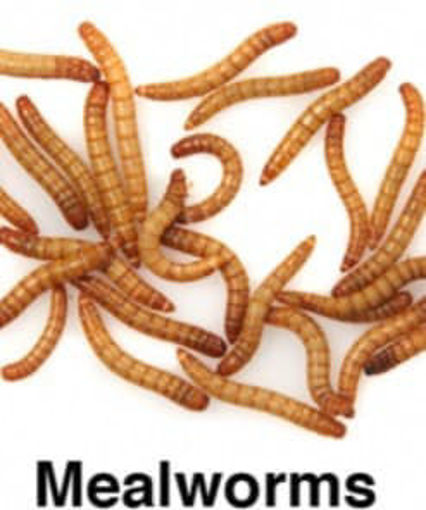 Picture of Mini Mealworms