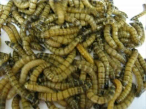 Picture of Morio Worms