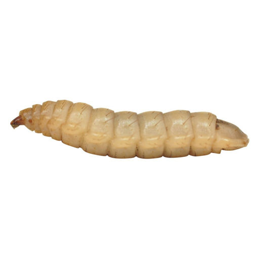 Picture of Calci Worms